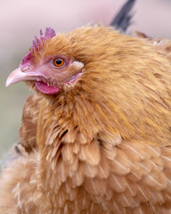 Hen