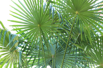 Fototapeta na wymiar Tropical palm with beautiful green leaves outdoors