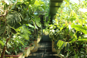 Fototapeta na wymiar Different plants with lush foliage in greenhouse