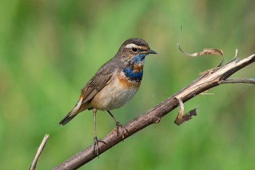 Male Bluethroats from Alaska,  Bluethroat is one of the handful of birds that breed in North America and winter in Asia.