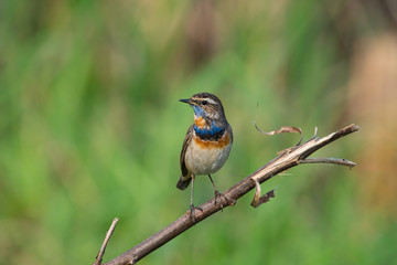 Male Bluethroats from Alaska,  Bluethroat is one of the handful of birds that breed in North America and winter in Asia.
