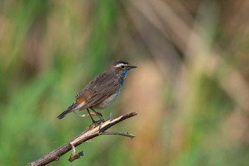 Male Bluethroats from Alaska,  Bluethroat is one of the handful of birds that breed in North America and winter in Asia.