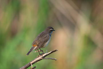 Male Bluethroats from Alaska,  Bluethroat is one of the handful of birds that breed in North America and winter in Asia.