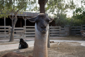 Obraz premium Hi there!!!