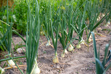 Fototapeta premium Onion plantation in the garden. 