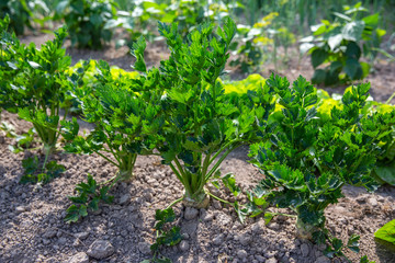 vegetables in the garden, organic farming
