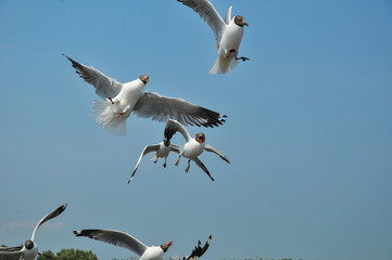 Seagulls are flying