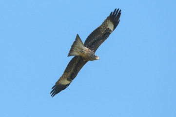  Black kite or Pariah kite flying on blue sky