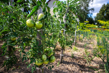 bio tomatoes in the garden
