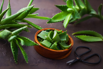 aloe vera