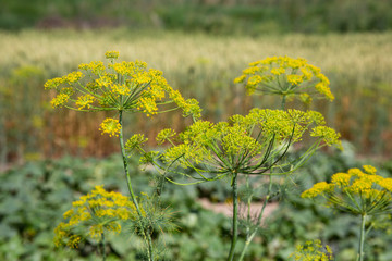Flower dill spices growing in the garden.
