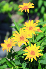 Rudbeckia laciniata. Yellow flowers