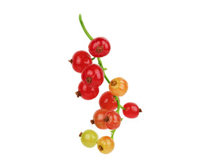 Bunch of red currants on a white background