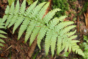 paproć © Anna