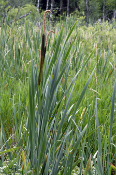Breitbl&auml;ttriger Rohrkolben (Typha latifolia) - bulrush