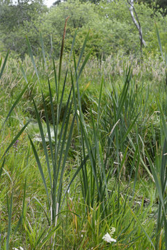 Breitbl&auml;ttriger Rohrkolben (Typha latifolia) - bulrush
