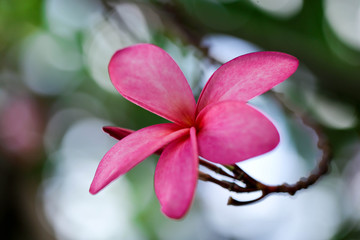 Plumeria flower pink,The most beatiful plumeria flower blooming on tree spa flower