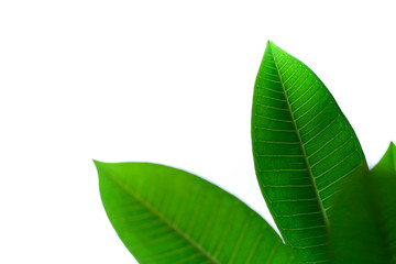 Fototapeta premium Green leaves isolated on white background without shadow. Spring. Summer,Green Leaves border