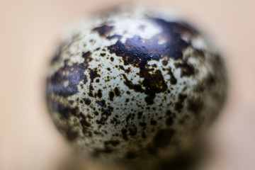 quail egg close-up.