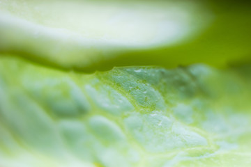 Abstract green background from macro photo of green cabbage leaf.