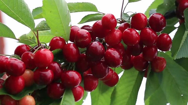 Red cherries with water drops.