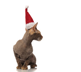 curious grey santa kitty sits and looks to side