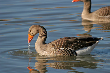 Greylag Goose (Anser anser), taking a bath in the lake
