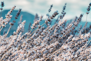 Alpine lavender in the mountains background, close-up