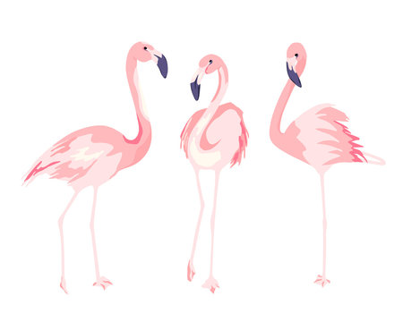Flamingos. Isolated vector illustration © natikka