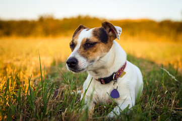 A small white dog jack russell terrier rests tired after running on a meadow in the rays of the setting sun.