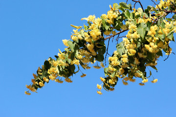 Linden flowers on a tree