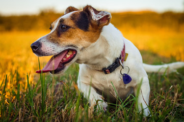A small white dog jack russell terrier rests tired after running on a meadow in the rays of the setting sun.