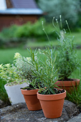 herbs in pots