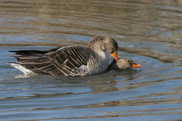 Greylag Goose (Anser anser)  Mating in the lake