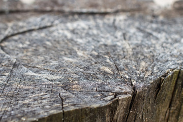 old stump close-up
