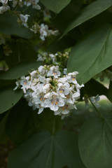 Catalpa bignonioides
