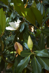 Magnolia grandiflora