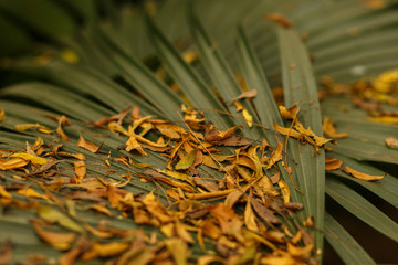 Old and new. Green young and dry leaves on a large tropical leaf. Growth and decline. Palm leaves...