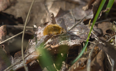A big humbleflies