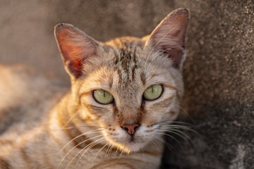 Cat Resting before sunset