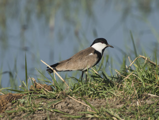 Night heron stood in reeds of river marshland