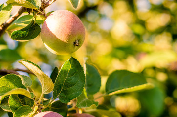Ripe tree on the branch