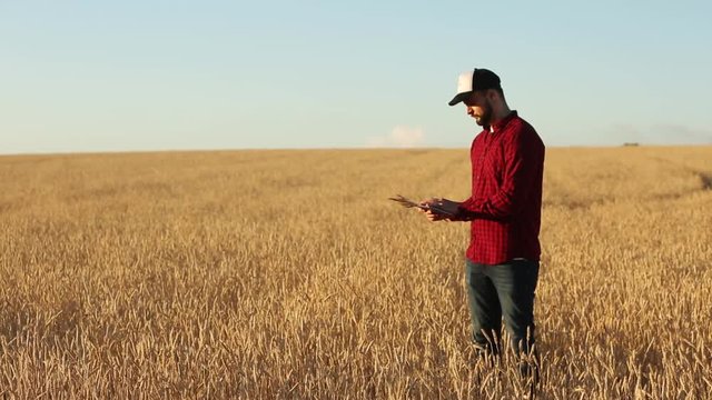 Smart farming using modern technologies in agriculture. Agronomist farmer holds and touch digital tablet computer display in wheat field using apps and internet. Man holds ears of wheat in hand.