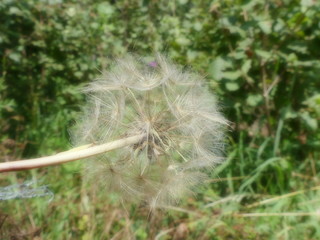 Löwenzahn im Freien. Pusteblume