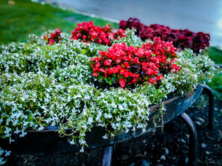 City artificial flower bed with carpet of flowers