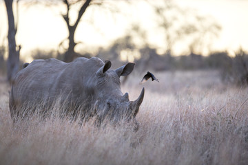Naklejka premium Portrait of wild free roaming african white rhino