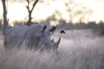 Crédence de cuisine en verre imprimé Rhinocéros Portrait of wild free roaming african white rhino
