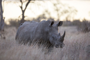 Portrait of wild free roaming african white rhino