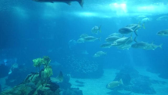 A large aquarium with many fishes.