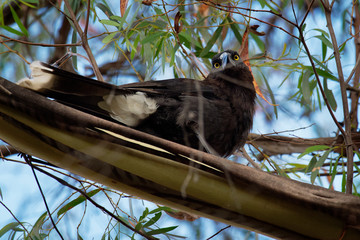 Grey Currawong - Strepera versicolor is a large passerine bird native to southern Australia,...